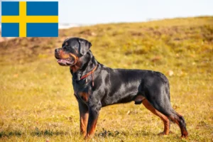 Read more about the article Criadores de Rottweiler e cachorros na Suécia