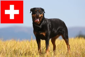 Read more about the article Criadores de Rottweiler e cachorros na Suíça