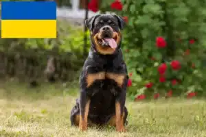 Read more about the article Criadores de Rottweiler e cachorros na Ucrânia