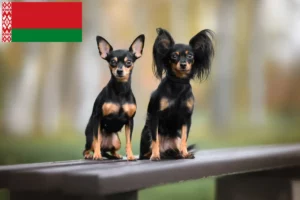 Read more about the article Russkiy Toy criadores e cachorros na Bielorrússia