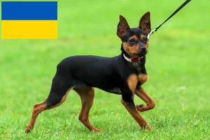 Read more about the article Russkiy Toy criadores e cachorros na Ucrânia