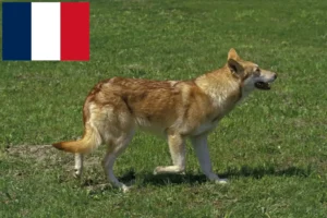 Read more about the article Criadores de cães-lobo de Saarloos e cachorros em França