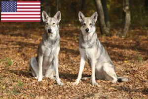 Read more about the article Criadores de cães de lobo Saarloos e cachorros nos EUA