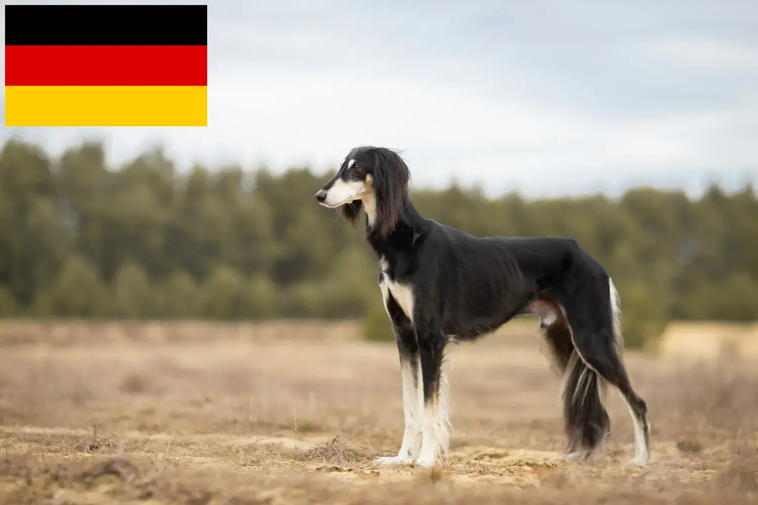 Read more about the article Criadores de saluki e cachorros na Alemanha