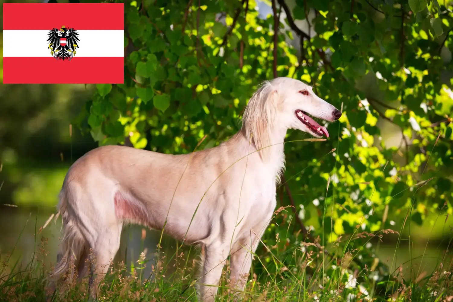 Read more about the article Criadores de saluki e cachorros na Áustria