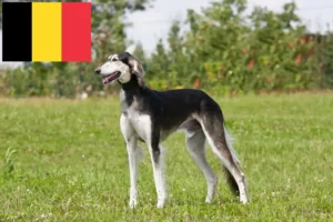 Read more about the article Criadores de saluki e cachorros na Bélgica