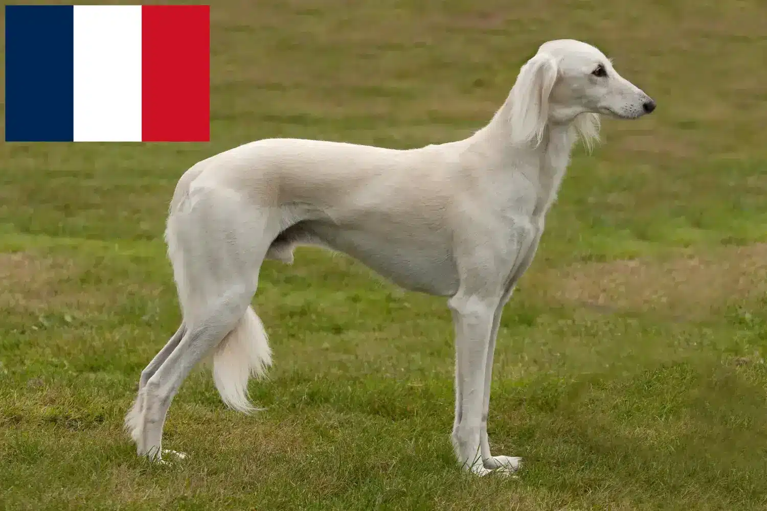 Read more about the article Criadores de saluki e cachorros em França