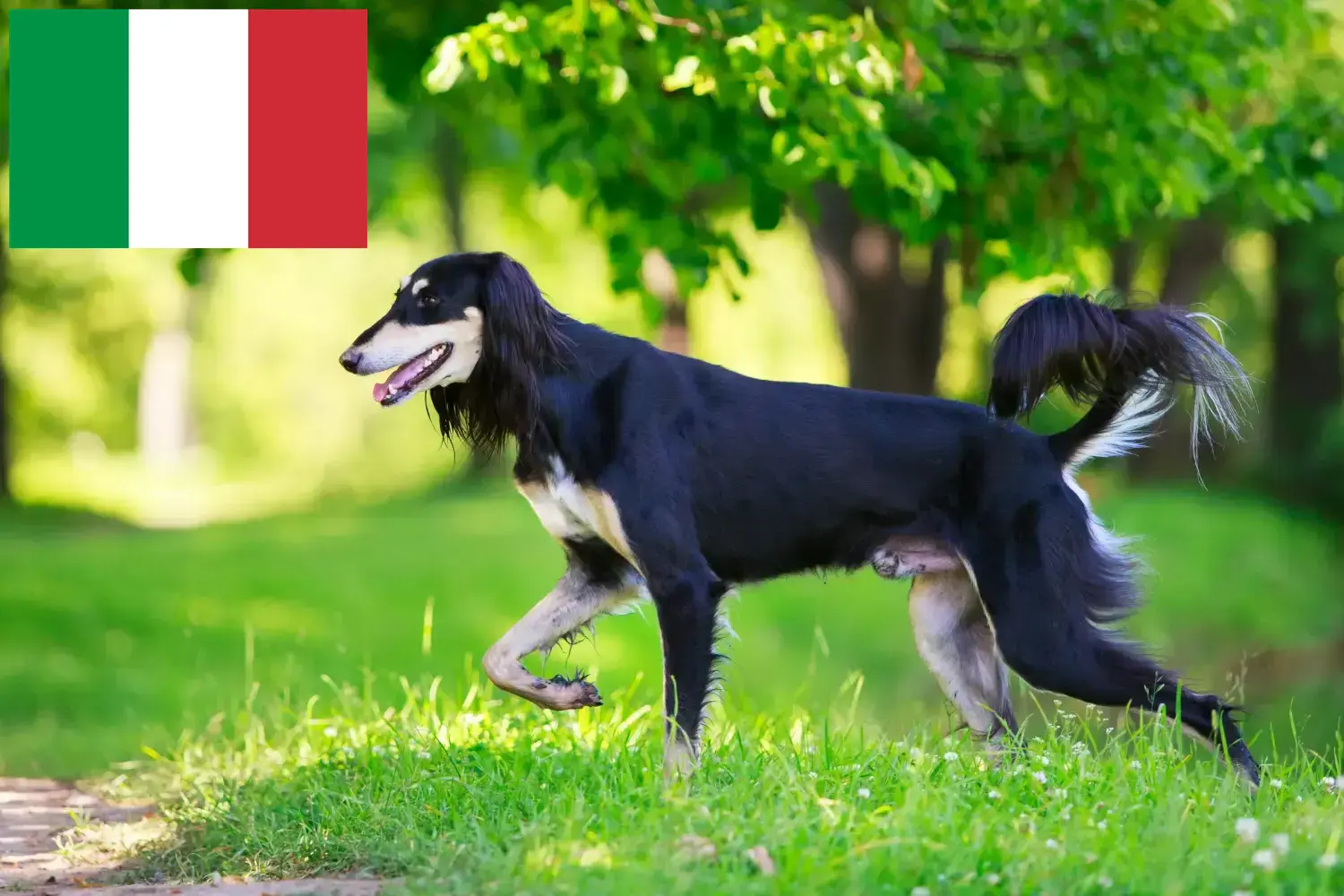 Read more about the article Criadores de saluki e cachorros em Itália