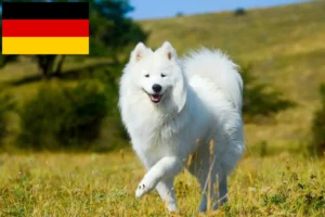 Read more about the article Criadores de Samoieda e cachorros na Alemanha