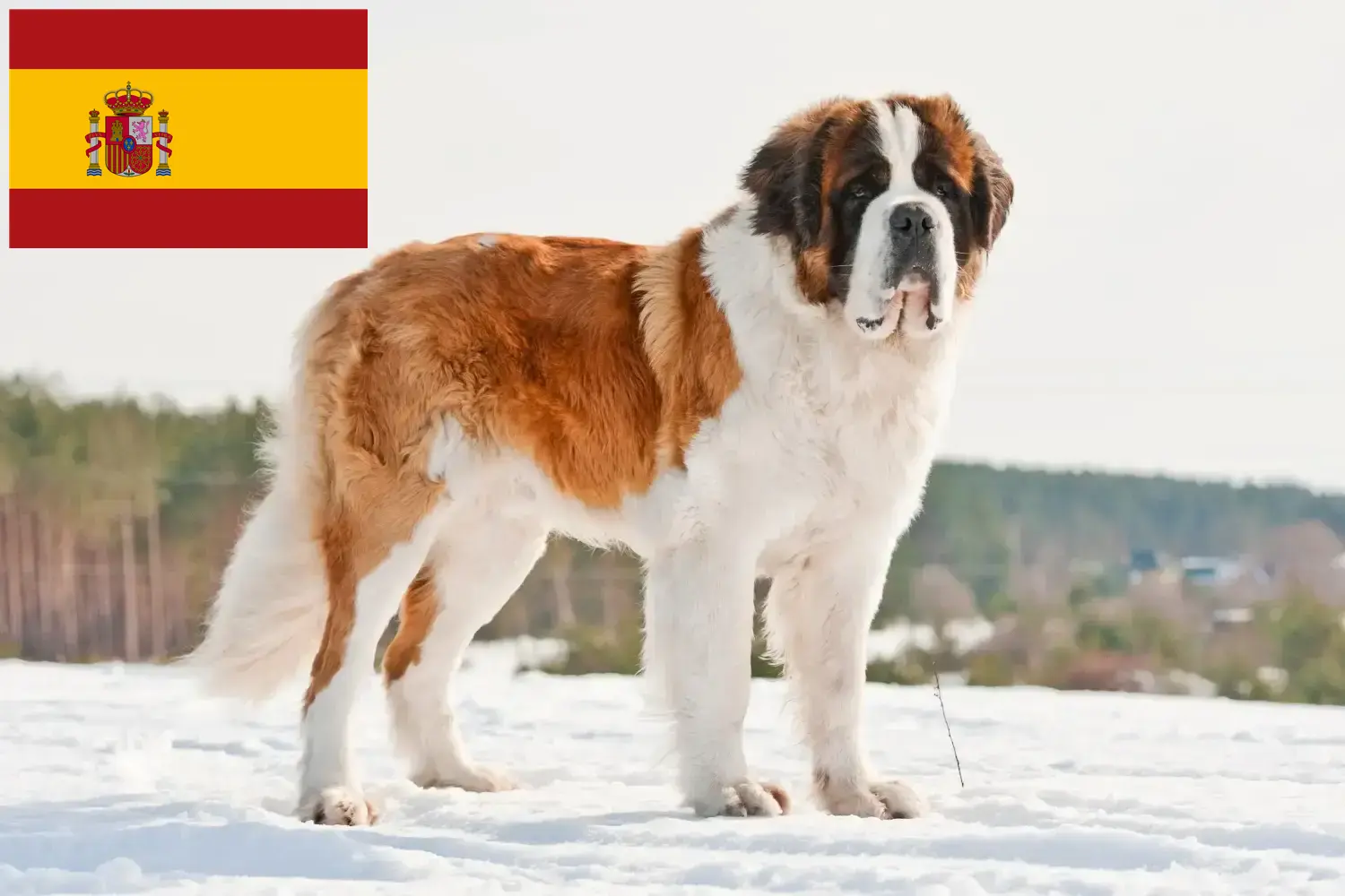 Read more about the article Criadores de São Bernardo e cachorros em Espanha