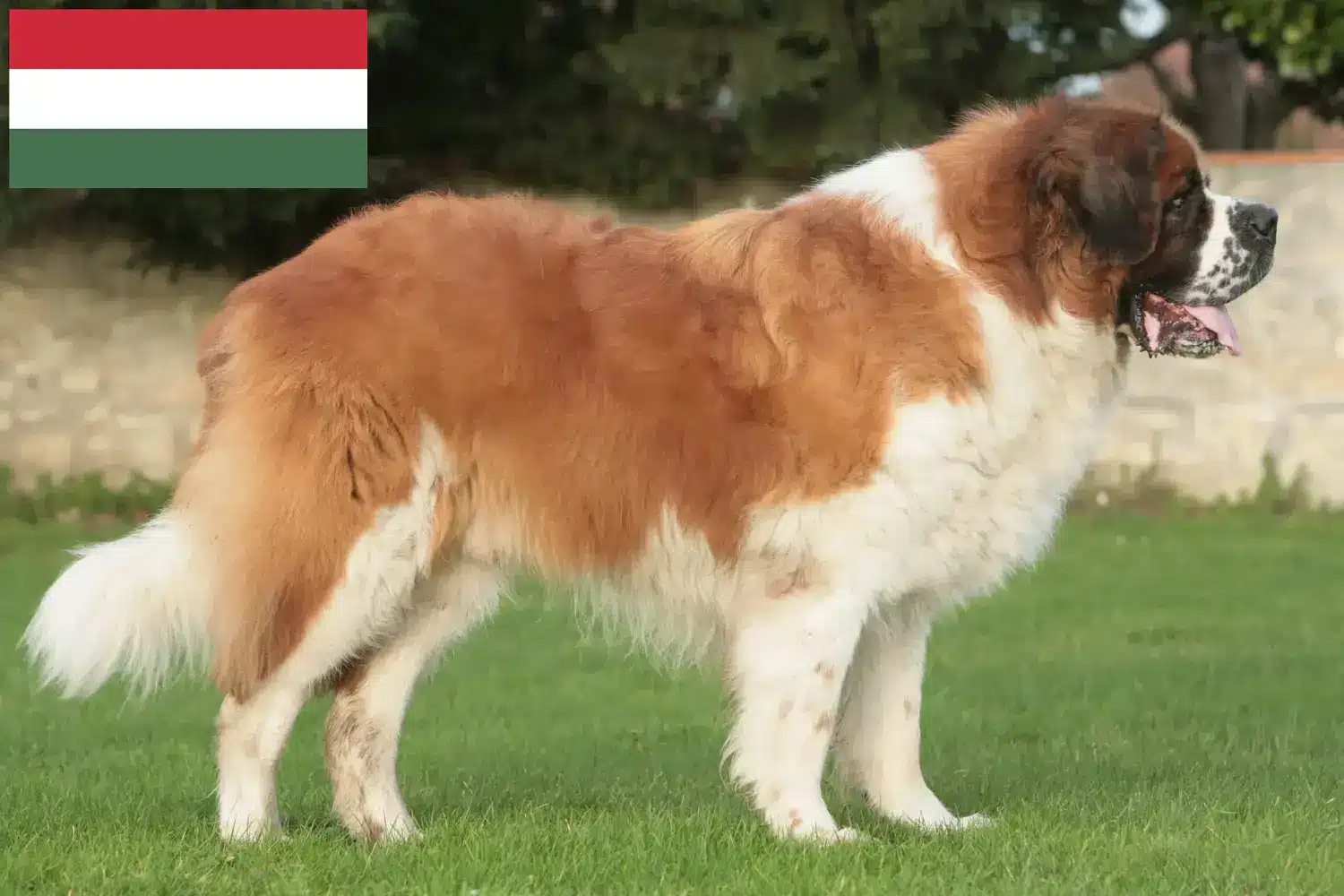 Read more about the article Criadores de São Bernardo e cachorros na Hungria