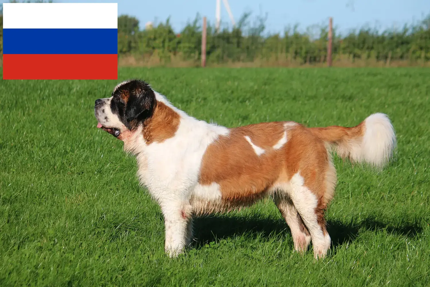 Read more about the article Criadores de São Bernardo e cachorros na Rússia