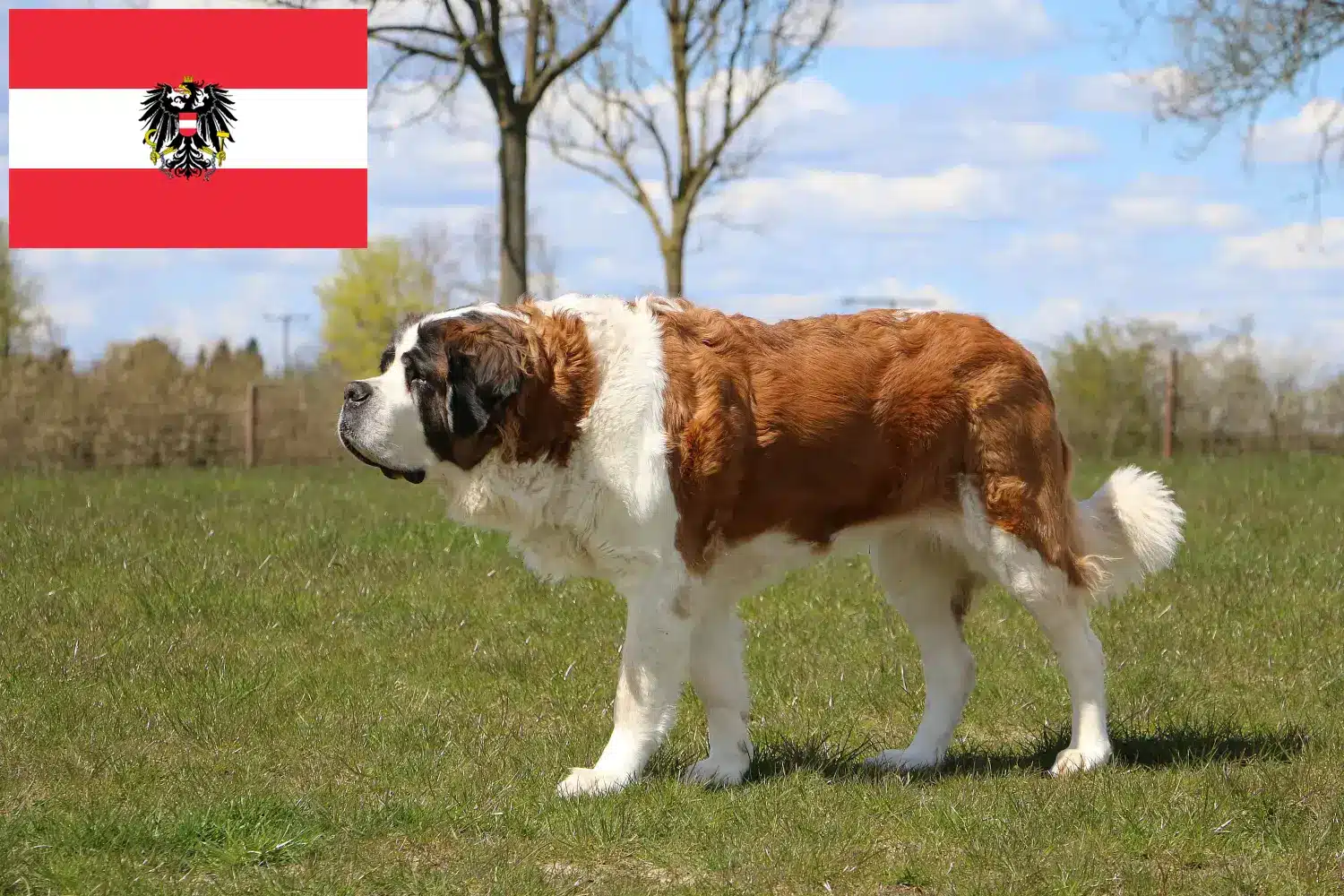 Read more about the article Criadores de São Bernardo e cachorros na Áustria