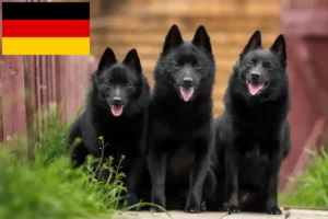 Read more about the article Criadores de Schipperke e cachorros na Alemanha