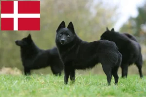 Read more about the article Criadores de Schipperke e cachorros na Dinamarca