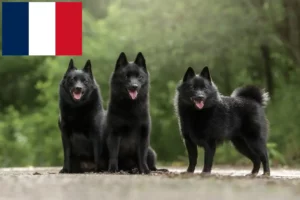 Read more about the article Criadores de Schipperke e cachorros em França