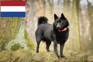 Read more about the article Criadores de Schipperke e cachorros nos Países Baixos