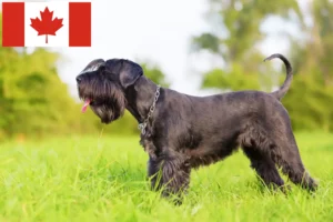 Read more about the article Criadores de Schnauzer e cachorros no Canadá