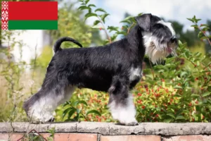 Read more about the article Criadores de Schnauzer e cachorros na Bielorrússia