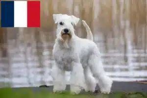 Read more about the article Criadores de Schnauzer e cachorros em França