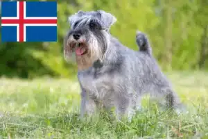 Read more about the article Criadores de Schnauzer e cachorros na Islândia