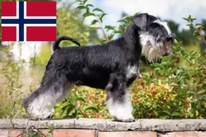 Read more about the article Criadores de Schnauzer e cachorros na Noruega