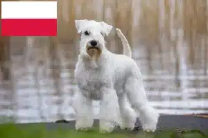 Read more about the article Criadores de Schnauzer e cachorros na Polónia