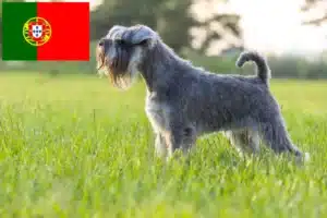 Read more about the article Criadores de Schnauzer e cachorros em Portugal