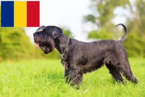 Read more about the article Criadores de Schnauzer e cachorros em Roménia