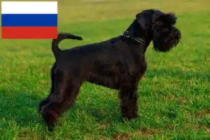 Read more about the article Criadores de Schnauzer e cachorros na Rússia