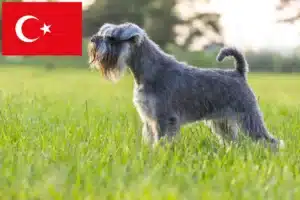 Read more about the article Criadores de Schnauzer e cachorros na Turquia