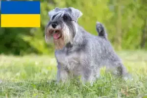 Read more about the article Criadores de Schnauzer e cachorros na Ucrânia