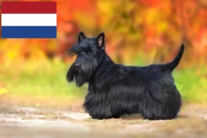 Read more about the article Criadores de Scottish Terrier e cachorros nos Países Baixos