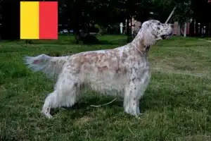 Read more about the article Criadores de Setter inglês e cachorros na Bélgica