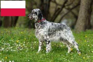 Read more about the article Criadores e cachorros de Setter Inglês na Polónia