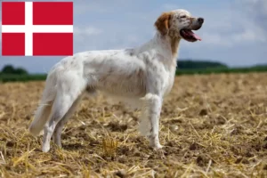 Read more about the article Criadores de Setter inglês e cachorros na Dinamarca