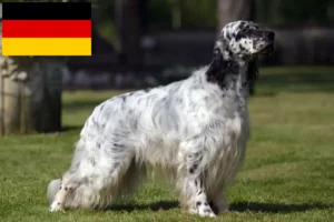 Read more about the article Criadores de Setter inglês e cachorros na Alemanha