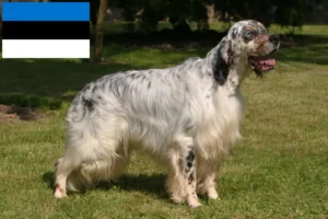 Read more about the article Criadores de Setter inglês e cachorros na Estónia