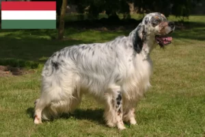 Read more about the article Criadores de Setter inglês e cachorros na Hungria