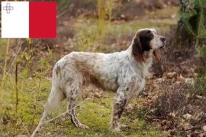 Read more about the article Criadores de Setter Inglês e cachorros em Malta