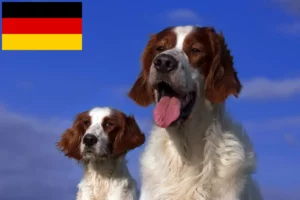 Read more about the article Criadores e cachorros de Setter irlandês vermelho e branco na Alemanha