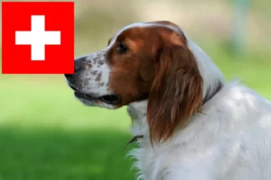 Read more about the article Criadores e cachorros de Setter irlandês vermelho e branco na Suíça