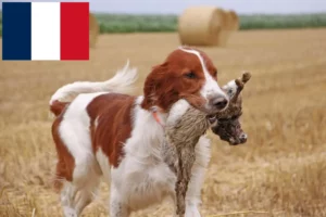 Read more about the article Criadores e cachorros de Setter irlandês vermelho e branco em França