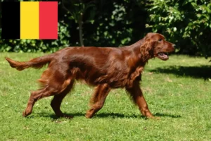 Read more about the article Criadores e cachorros de Setter Vermelho Irlandês na Bélgica