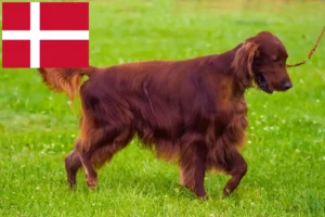 Read more about the article Criadores de Setter Vermelho Irlandês e cachorros na Dinamarca