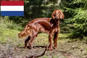 Read more about the article Criadores e cachorros de Setter Vermelho Irlandês nos Países Baixos