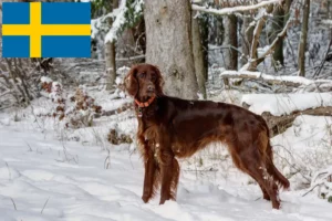 Read more about the article Criadores de Setter Vermelho Irlandês e cachorros na Suécia