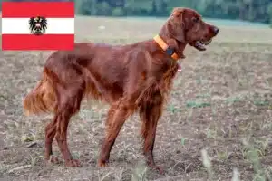 Read more about the article Criadores de Setter Vermelho Irlandês e cachorros na Áustria