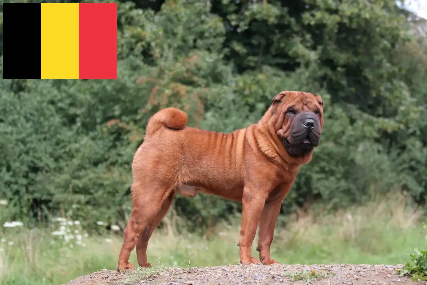 Read more about the article Criadores de Shar-Pei e cachorros na Bélgica