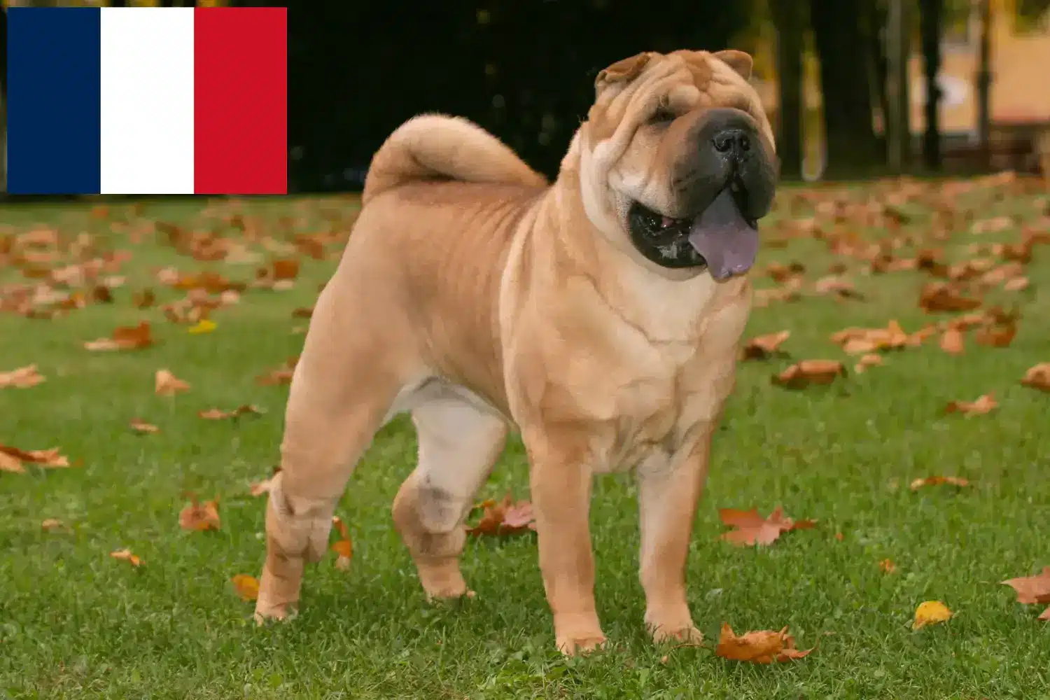 Read more about the article Criadores de Shar-Pei e cachorros em França